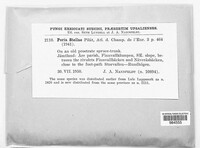 Poria stellae image